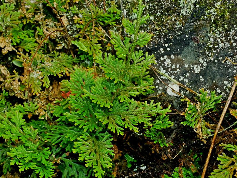 Selaginella involvens, photographed by Jacy Chen