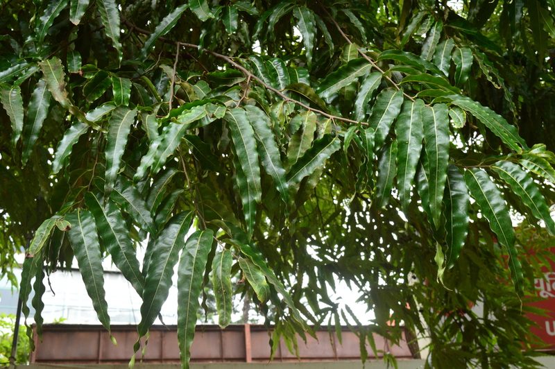 Monoon longifolium, photographed by Karthik Thrikkadeeri
