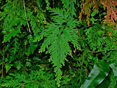 Selaginella moellendorffii, photographed by Jacy Chen