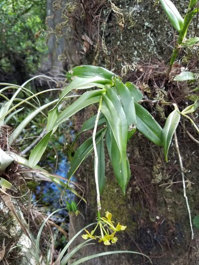 Epidendrum amphistomum, photographed by Alina Martin