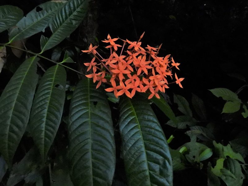 Ixora lobbii, photographed by Samuel Lee
