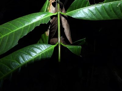Ixora lobbii, photographed by Samuel Lee