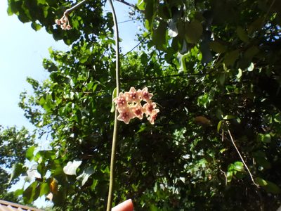 Hoya diversifolia, photographed by Samuel Lee