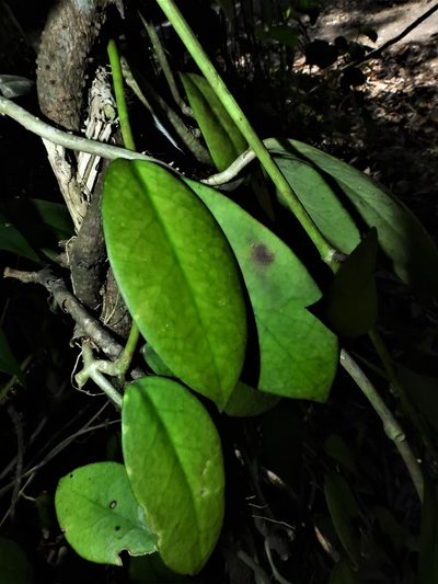 Hoya diversifolia, photographed by Samuel Lee