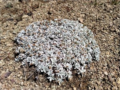 Argyrotegium mackayi