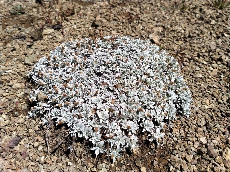 Argyrotegium mackayi, photographed by John Barkla