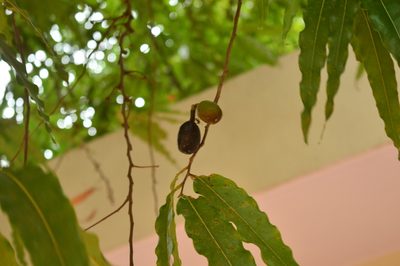 Monoon longifolium, photographed by Karthik Thrikkadeeri