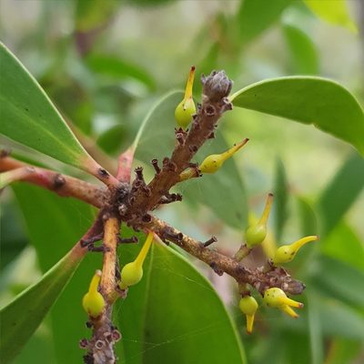 Persoonia levis, photographed by ronavery