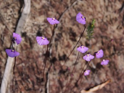 Utricularia uniflora, photographed by Jesse de Vries