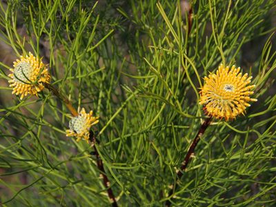 Isopogon anethifolius, photographed by Jesse de Vries