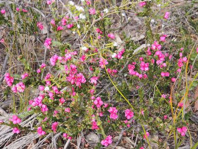 Boronia serrulata, photographed by Jesse de Vries