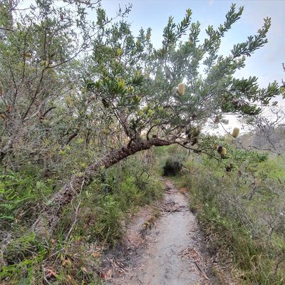 Banksia serrata, photographed by ronavery