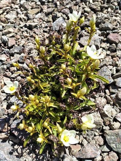 Gentianella serotina, photographed by John Barkla