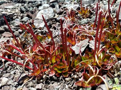 Epilobium crassum, photographed by John Barkla