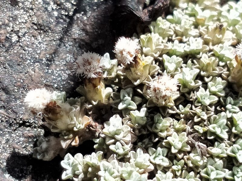 Raoulia apicinigra, photographed by John Barkla