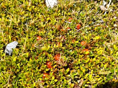 Coprosma perpusilla, photographed by John Barkla