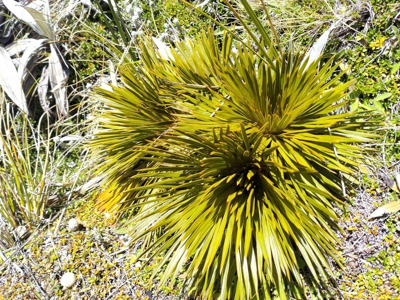 Aciphylla lecomtei, photographed by John Barkla