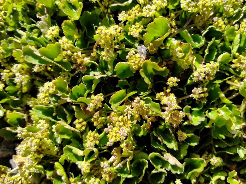 Azorella haastii, photographed by John Barkla