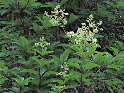 Hydrangea paniculata, photographed by Jacy Chen