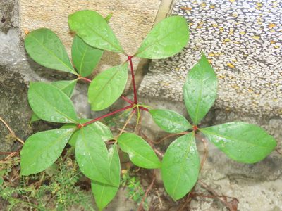 Manihot esculenta, photographed by chiuluan