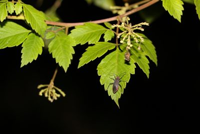 Cardiospermum grandiflorum, photographed by Greg Tasney