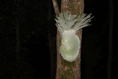 Platycerium superbum, photographed by Greg Tasney