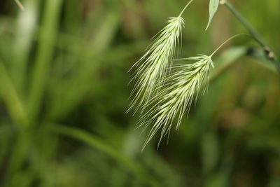 Echinopogon nutans, photographed by Greg Tasney