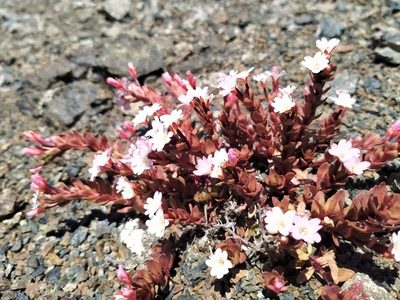 Epilobium porphyrium, photographed by John Barkla