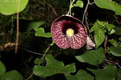 Aristolochia littoralis, photographed by Greg Tasney