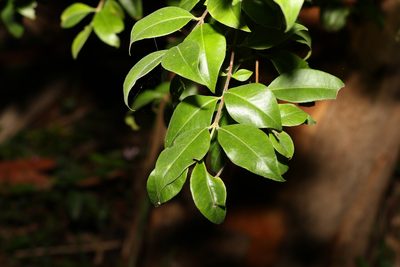 Backhousia myrtifolia, photographed by Greg Tasney