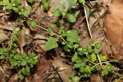 Chenopodium robertianum, photographed by Greg Tasney
