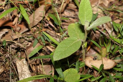 Solanum densevestitum, photographed by Greg Tasney
