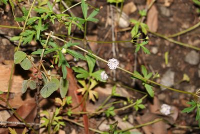 Trachymene procumbens, photographed by Greg Tasney