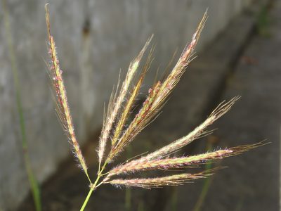Dichanthium annulatum, photographed by chiuluan