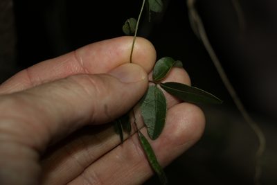 Glycine cyrtoloba, photographed by Greg Tasney