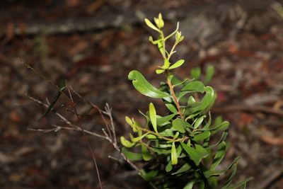 Persoonia sericea, photographed by Greg Tasney