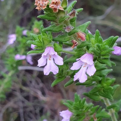 Prostanthera densa, photographed by ronavery