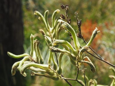 Anigozanthos flavidus, photographed by Brett Coulstock