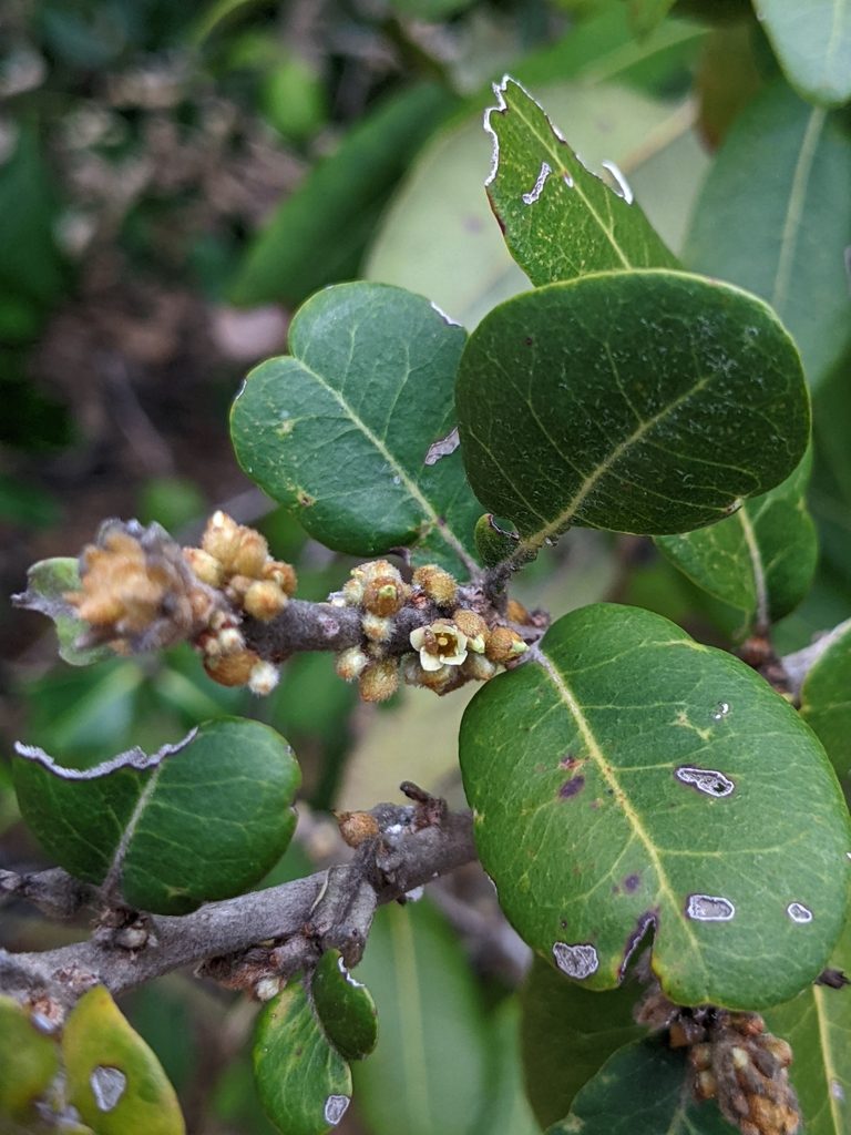 Sersalisia sericea, photographed by Michael Somerville