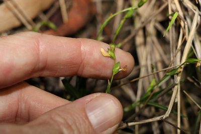Zornia dyctiocarpa, photographed by Greg Tasney