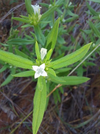 Spermacoce senensis, photographed by Manuel R Popp