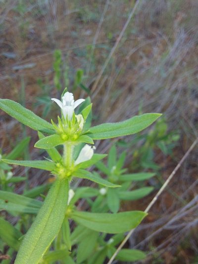 Spermacoce senensis, photographed by Manuel R Popp