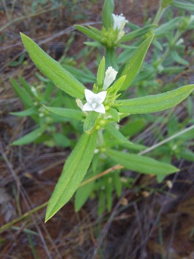 Spermacoce senensis, photographed by Manuel R Popp