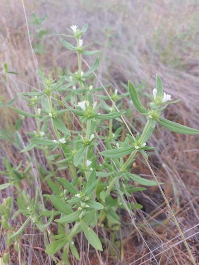 Spermacoce senensis, photographed by Manuel R Popp