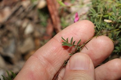 Tephrosia filipes, photographed by Greg Tasney