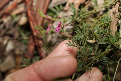 Tephrosia filipes, photographed by Greg Tasney