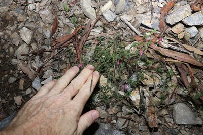 Tephrosia filipes, photographed by Greg Tasney