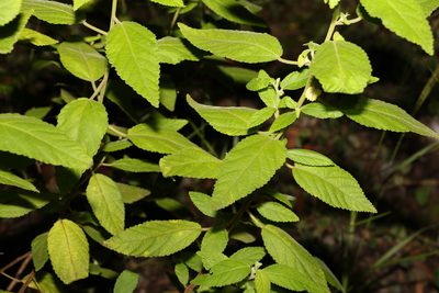 Acalypha nemorum, photographed by Greg Tasney