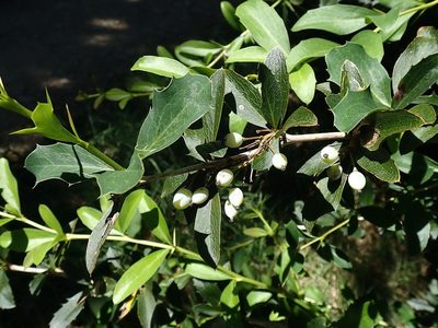 Berberis glaucocarpa, photographed by Duncan Cunningham
