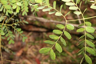 Mezoneuron scortechinii, photographed by Greg Tasney
